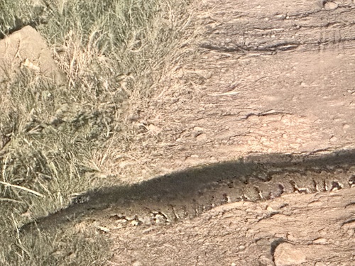 African Rock Python