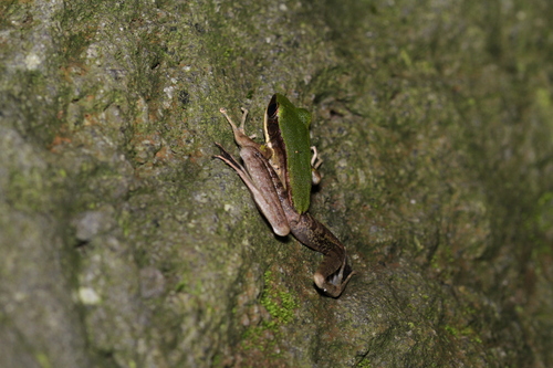 Green Tree Frog, Odorrana hosii