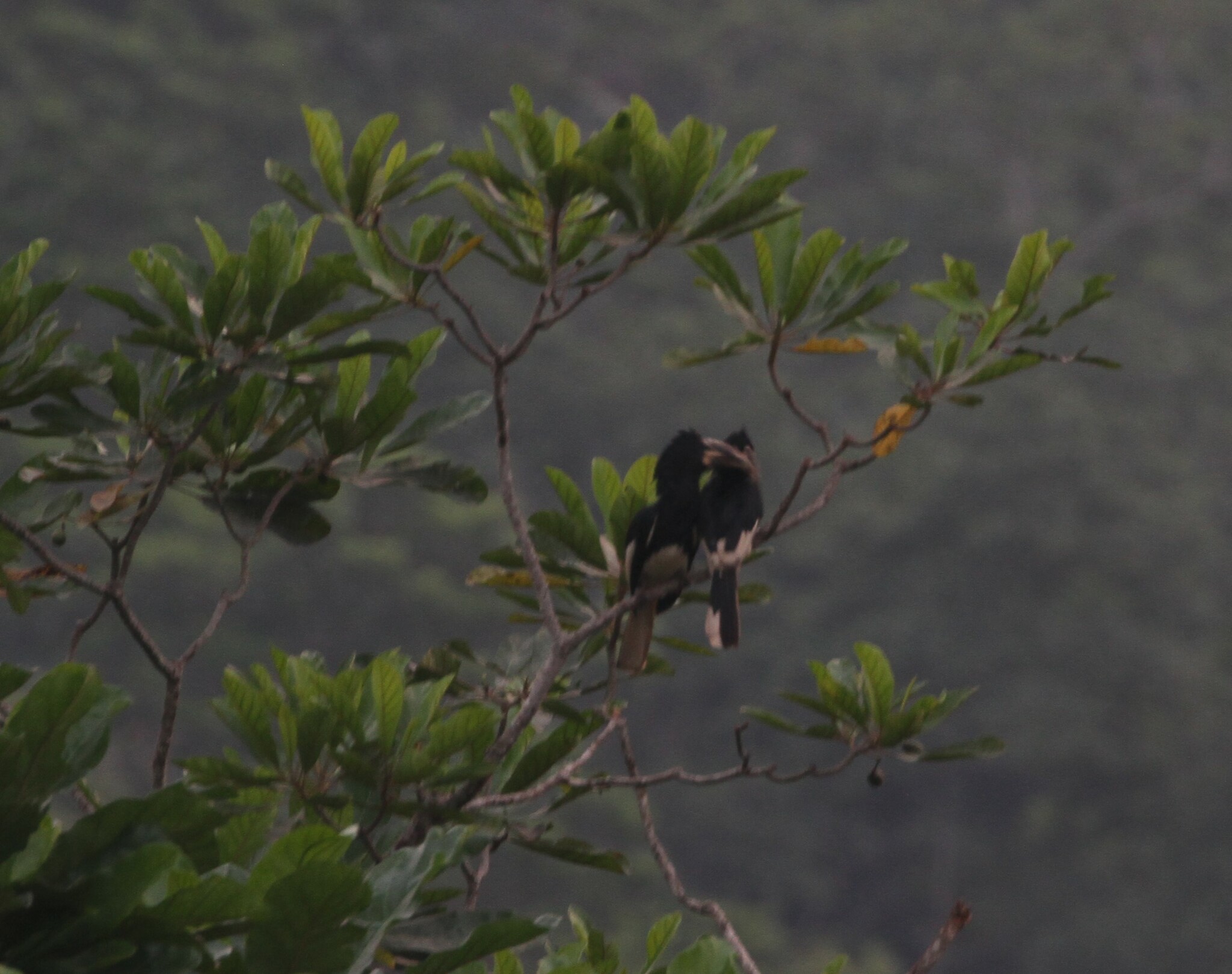 Piping Hornbill (Bycanistes fistulator), photo 8