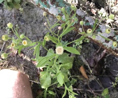 Erigeron laevigatus