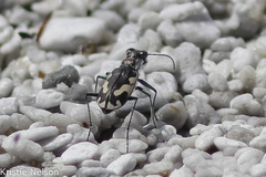 Cicindela willistoni echo