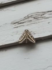 Hyles lineata