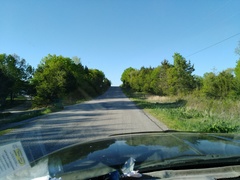 Silphium terebinthinaceum