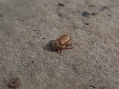 Phyllophaga tristis
