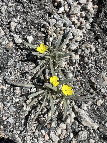 iNaturalist observation photo of pale yellow suncup