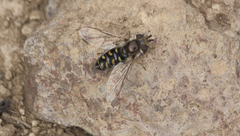 Austroscaeva melanostoma