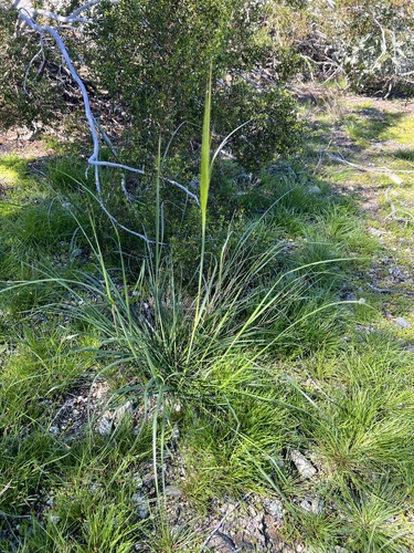 iNaturalist observation photo of cape ricegrass