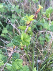 Ribes divaricatum