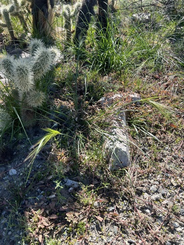 iNaturalist observation photo of cape ricegrass