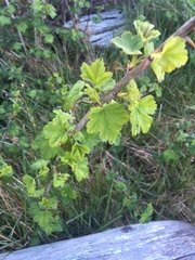Ribes divaricatum