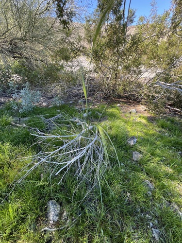 iNaturalist observation photo of cape ricegrass