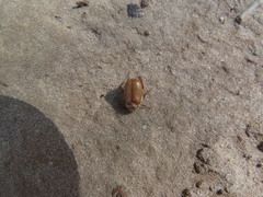 Phyllophaga tristis