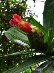 Costus laevis image