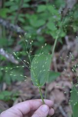 Dichanthelium boscii