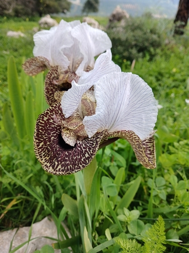 Image of Iris bismarckiana by (c) yelena_antipova, some rights reserved (CC BY)