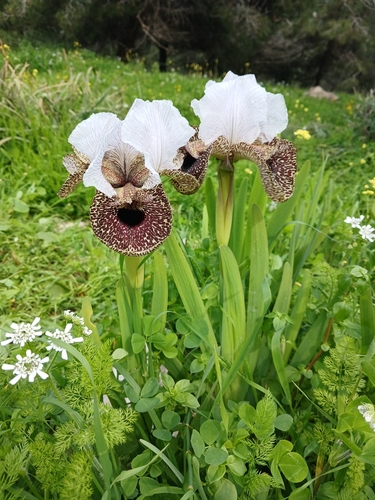 Image of Iris bismarckiana by (c) yelena_antipova, some rights reserved (CC BY)