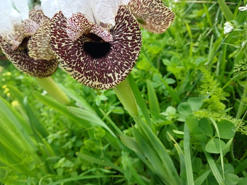 Iris bismarckiana, photograph 5