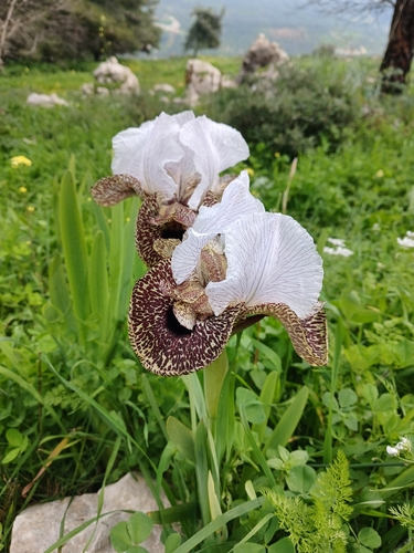 Image of Iris bismarckiana by (c) yelena_antipova, some rights reserved (CC BY)