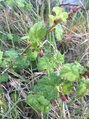 Ribes divaricatum