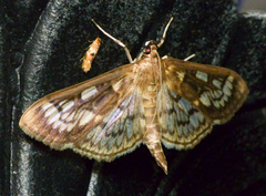 Herpetogramma thestealis