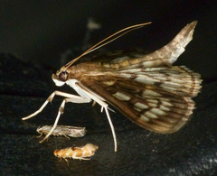 Herpetogramma thestealis
