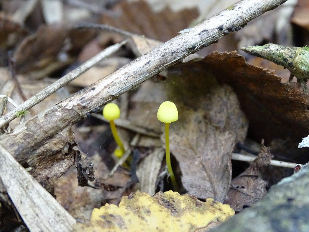 Mycena chusqueophila · April 2019 · photo: © cristianriquelme (iNaturalist, cc-by)