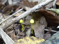 Mycena chusqueophila