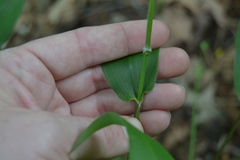 Dichanthelium boscii