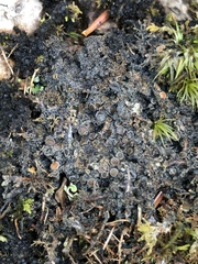 Protopannaria pezizoides