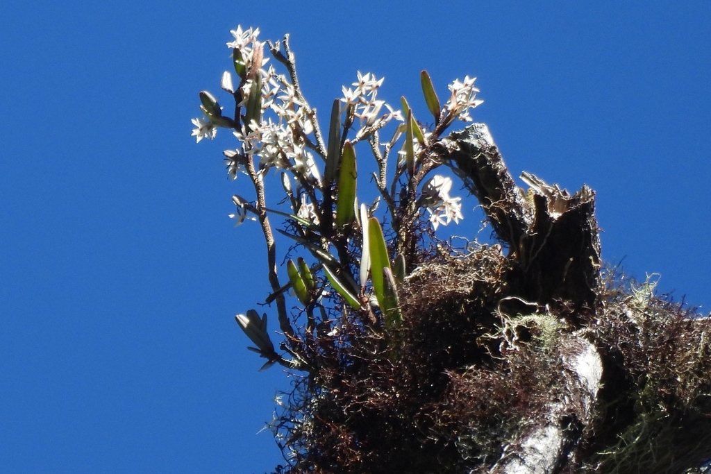 Epidendrum utyumii Karremans
