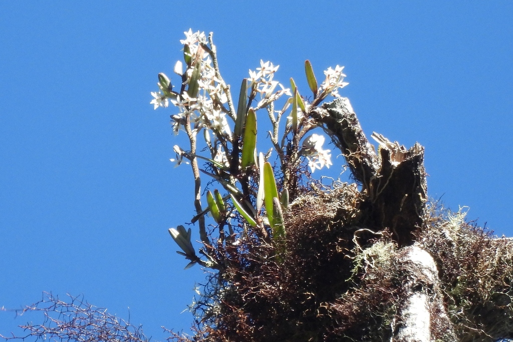 Epidendrum utyumii Karremans 3