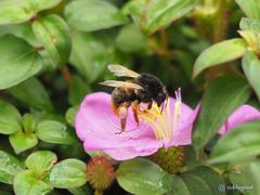 Bombus eximius