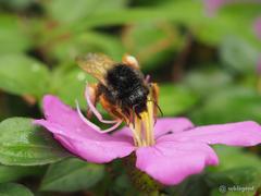 Bombus eximius