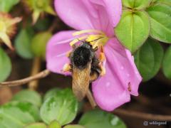 Bombus eximius