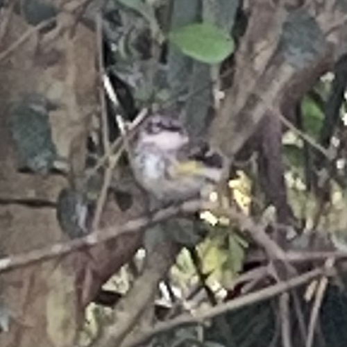 Myrtle Warbler photographed in Florida