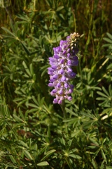 Lupinus formosus