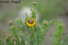 Helianthus laciniatus