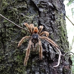 Phrixotrichus vulpinus