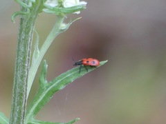 Pelonides quadripunctata