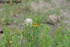 Helianthus laciniatus