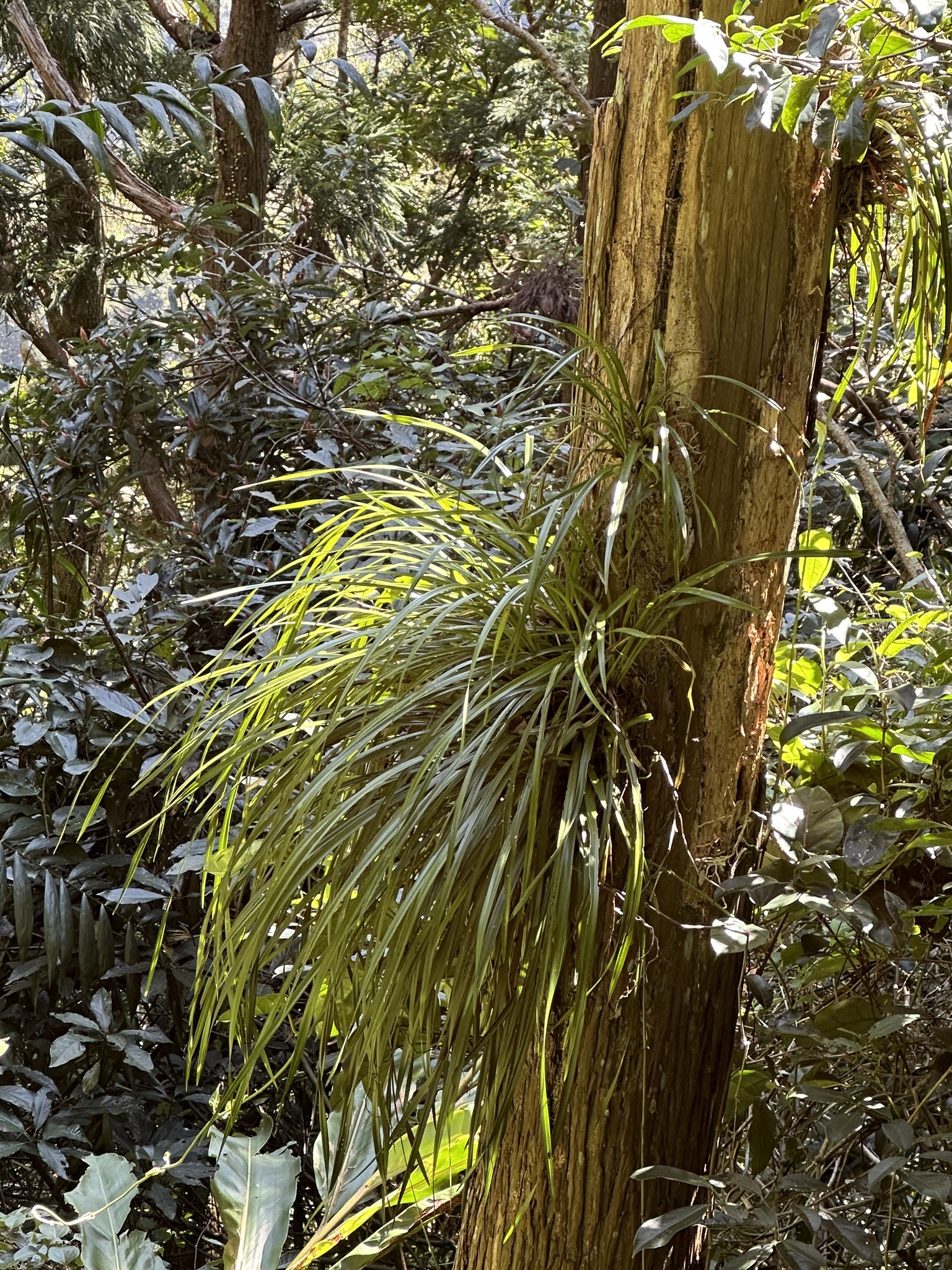 Imagem de Orquídea