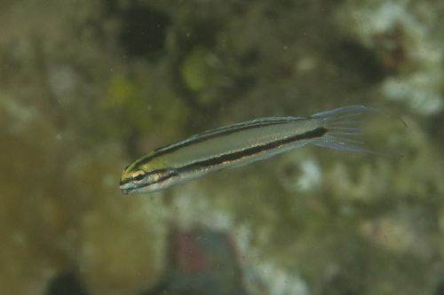 Doublepore fangblenny (Meiacanthus ditrema) — Blenniidae — 4