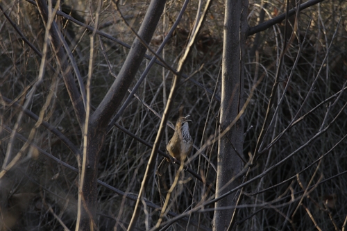 Black-streaked Scimitar-Babbler
