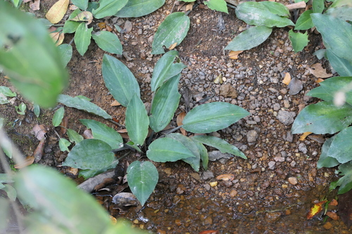 Lagenandra meeboldii