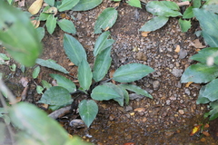 Lagenandra meeboldii