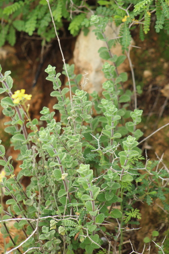Image of Origanum syriacum by (c) yelena_antipova, some rights reserved (CC BY)
