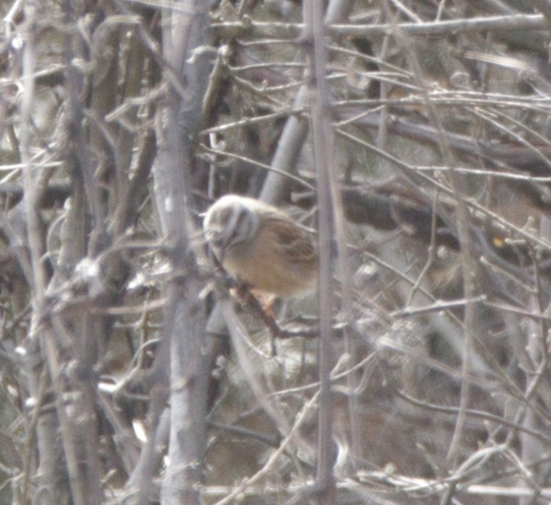 Godlewski's Bunting