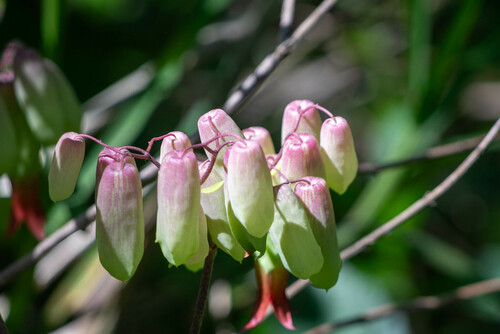 Kalanchoe pinnata