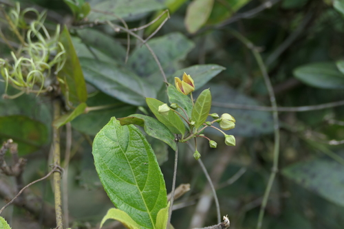Antamul (Vincetoxicum indicum)