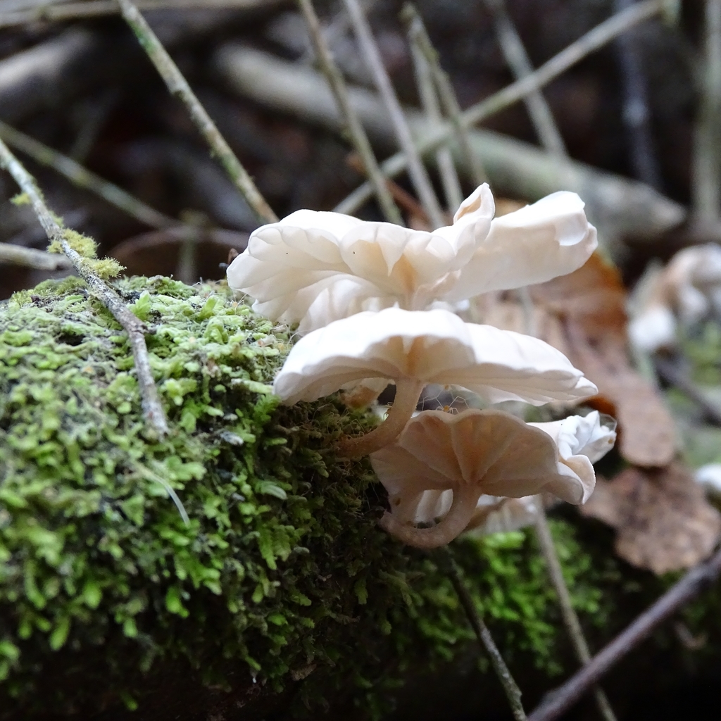 Marasmiellus alliiodorus · April 2019 · photo: © cristianriquelme (iNaturalist, cc-by)